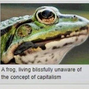 Meet your Posher, Apollo